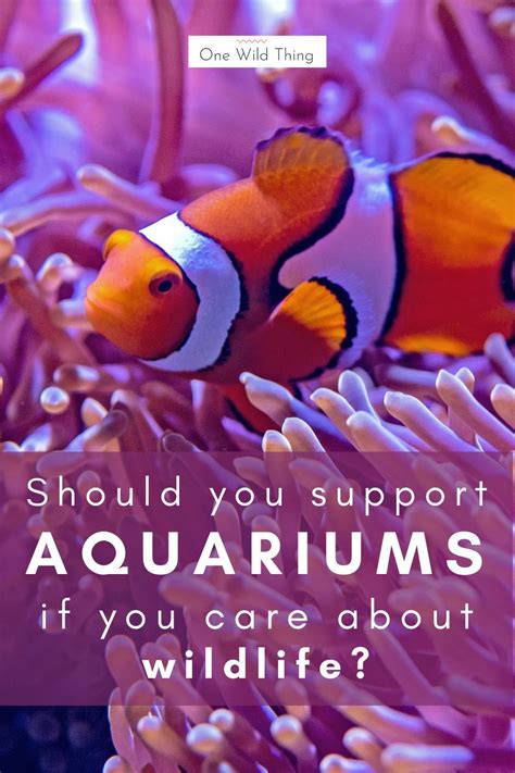 Are Aquariums Ethical | Fun facts about animals, Marine conservation, Surviving in the wild