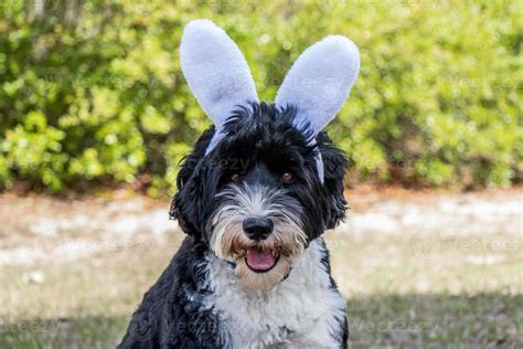 Dog wearing Bunny Ears 22465485 Stock Photo at Vecteezy