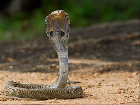 9 Most Dangerous Snakes In India - Machax