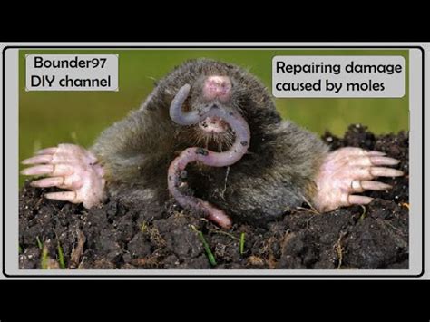 DIY (mole damage repair) - YouTube