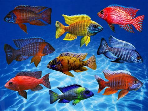 Assorted Super Colour Aulonocara Species | African cichlid aquarium, Cichlid aquarium, Lake ...