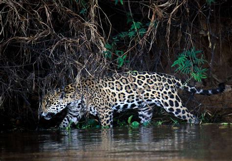 Jaguar in Water | Stock image | Colourbox