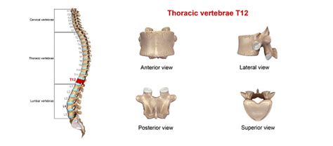 Thoracic Vertebrae T12 Stock Photo - Download Image Now - iStock