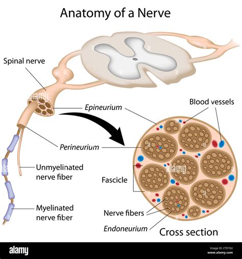 Peripheral epineurium perineurium endoneurium unmyelinated hi-res stock ...