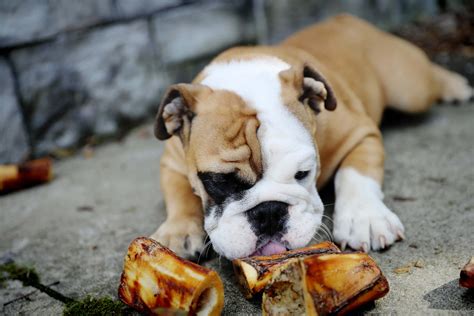 The Best Dog Bones for Puppies + Helpful FAQ - K9 Connoisseur