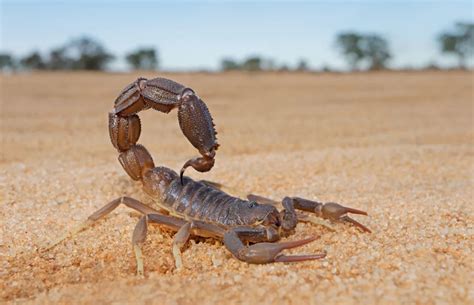 News Channel 3 Investigates: Are Arizona Bark Scorpions spreading across the valley? - KESQ