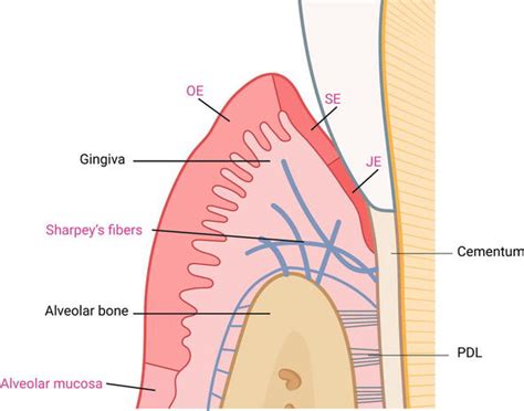 Role of Cellular Responses in Periodontal Tissue Destruction | IntechOpen