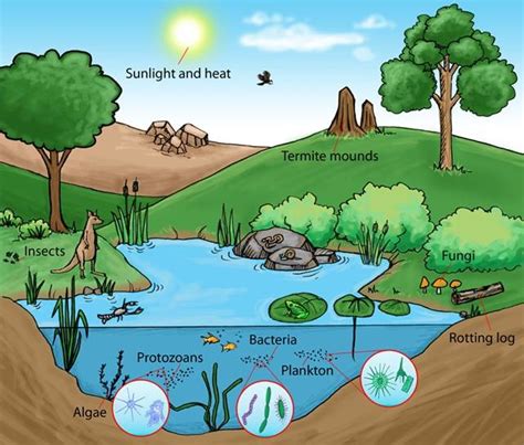 Understand ABIOTIC AND BIOTIC FACTORS in an ecosystem! Diagram | Quizlet