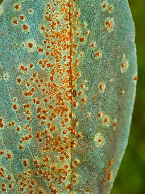 How to Deal with Plant Rust (Fungus) in Your Garden