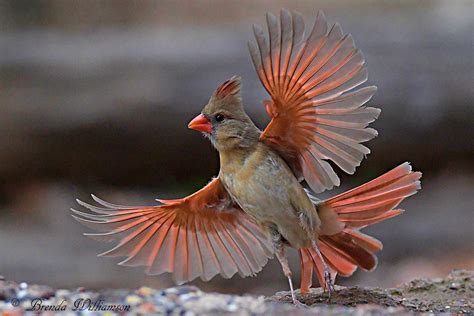 Female Cardinsl - Female cardinal at feeder with bird call подробнее. - bmp-review