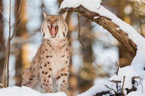 Eurasian Lynx Facts! - National Geographic Kids