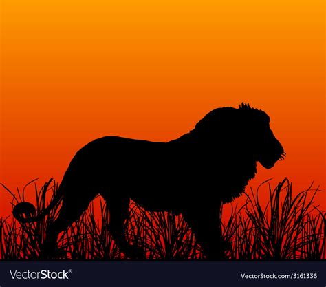 Sunset in savanna with lion Royalty Free Vector Image