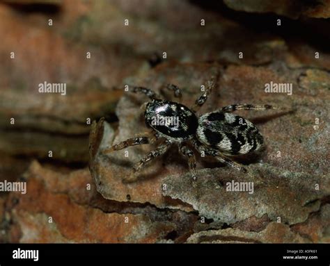 Zebra spider Stock Photo - Alamy