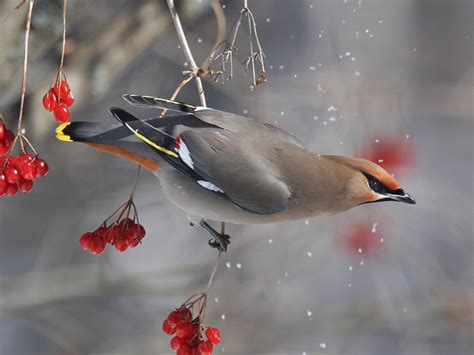 The Life of Sweet Birds: BOHEMIAN WAXWING