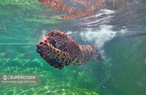 Jaguar (Panthera onca) swimming underwater,C. and S. America, Captivity ...