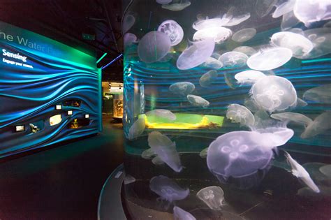 Exhibits - Tenji Aquarium Design + Build