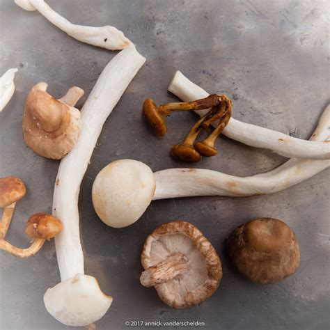 Edible mushrooms. | Edible mushrooms. White beech mushroom, … | Flickr