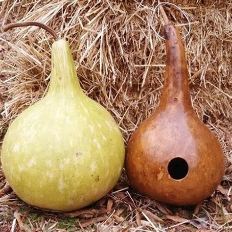 Birdhouse Bottle Gourd Seeds / Heirloom / 10 Seeds Annual - Etsy