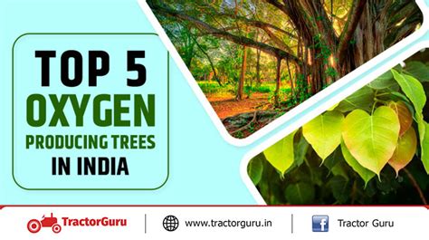 Top 5 Oxygen Trees - Top 5 Oxygen Producing Trees in India