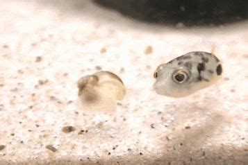 Baby Puffer fish are so inquisitive. - GIF | Dwarf puffer fish, Puffer ...