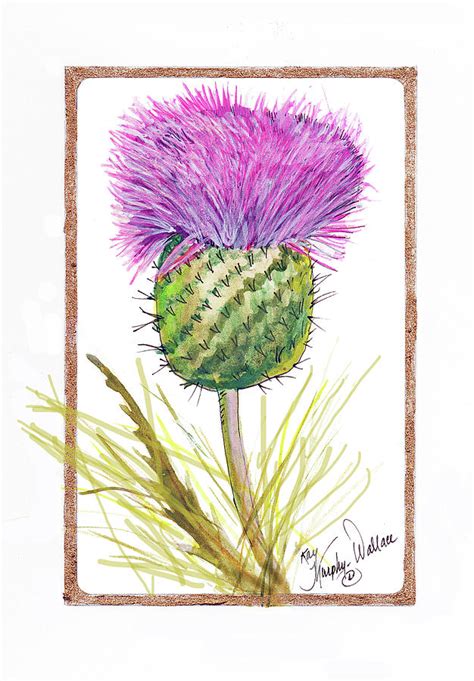 Scottish Thistle Painting by Kay Murphy-Wallace - Fine Art America