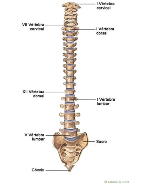 ¿Qué es la columna vertebral y cuántos huesos tiene? | Resobert: Medicina & Radiología