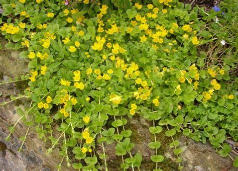 Creeping Jenny, Ground Cover Plant | Gardening for Holistic Living | Pinterest | A well, Popular ...