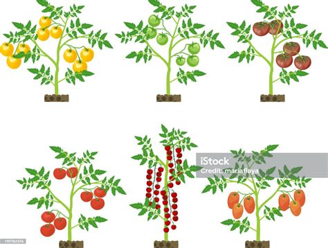 Set With Different Tomato Plants With Green Leaf And Ripe Tomatoes ...