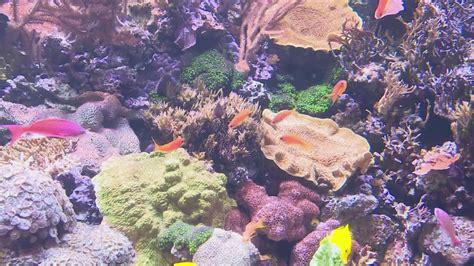 Seattle Aquarium unveils coral nursery highlighting conservation efforts | king5.com