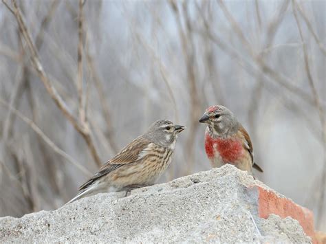 Linnet Bird Facts (Linaria cannabina) | Birdfact