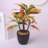 Send Artificial Croton Plant in Black Ceramic Pot Online, Price Rs.600 | FlowerAura