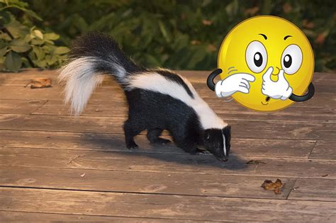 Skunk Mating Season in Michigan - How to Avoid a Stinky Situation