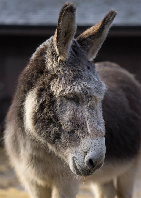 The Donkey Sanctuary Leeds | Flickr