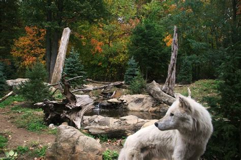 "wolf Habitat @ Turtle Back Zoo"... wallpaper | animals | Wallpaper Better