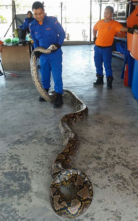 26-foot-long python might be longest snake ever caught | wtsp.com