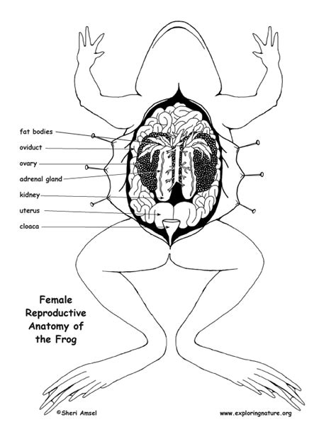 Frog Reproductive System Diagram