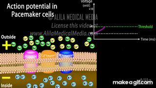 Cardiac Action Potential, Animation. on Make a GIF