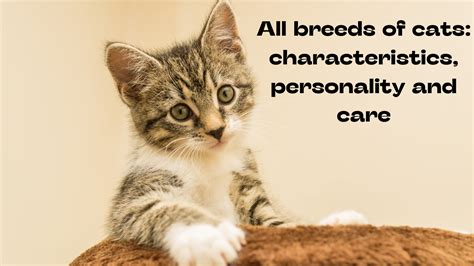 All Cat Breeds: Characteristics, Personality, And Care » The Best ...