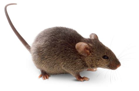 What Is A Rodent? | List Of Rodents | DK Find Out