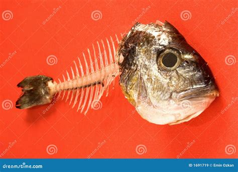 Fish bone stock image. Image of life, bream, dead, meal - 1691719