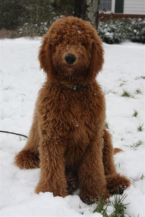 Goldendoodle or teddy bear. who cares give him a hug!