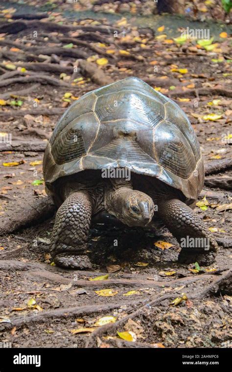 The Aldabra giant tortoise (Aldabrachelys gigantea) on Prison Island ...