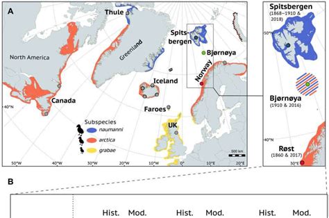 Hybridization of Atlantic puffins in the Arctic coincides with 20th ...