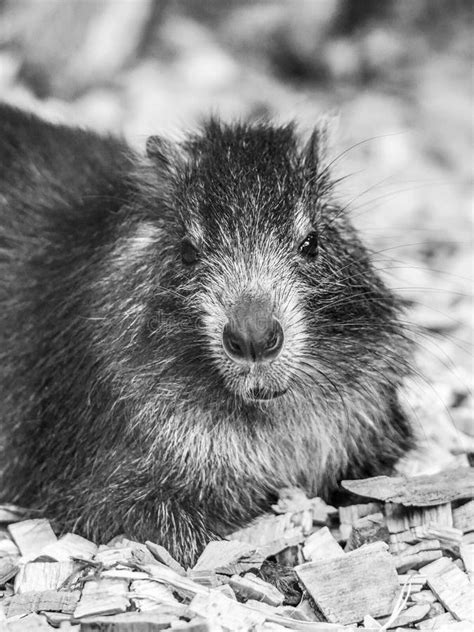 Desmarests Hutia or Cuban Hutia, Capromys Pilorides. Endemic Rodent from Cuba, Central America ...