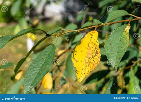 Cherry leaf spot disease stock photo. Image of leaves - 258407914