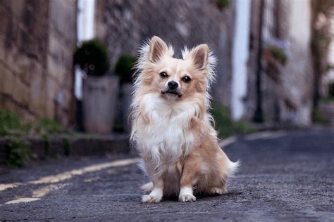 Long Haired Chihuahua Differences, Coat & Breed Facts - Marvelous Dogs