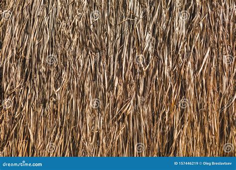 Hay Texture. Background of Tropical Building Roof Stock Image - Image of industry, abstract ...