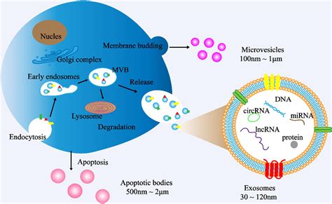 Frontiers | Emerging Role of Exosomes in Liquid Biopsy for Monitoring Prostate Cancer Invasion ...