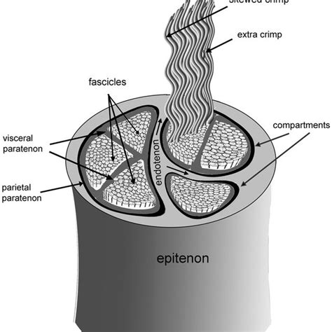 2-D SHG images of a cross-section of rat tail tendon: (a) SHG intensity... | Download Scientific ...