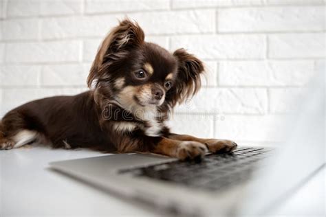 2,236 Dog Working Computer Photos - Free & Royalty-Free Stock Photos from Dreamstime